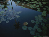 Water Lily Pads Float on a Peaceful Pond Photographic Print by Jodi Cobb