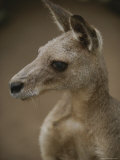 A close view of a kangaroo Lámina fotográfica A close view of a kangaroo Lámina fotográfica