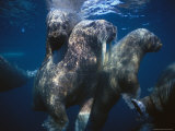 Atlantic Walruses Swim Underwater Photographic Print by Paul Nicklen