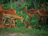 A Group of Impala with Their Young Photographic Print