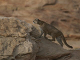 A Male Mountain Lion Climbs a Large Rock Photographic Print