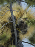 Close View of a Porcupine Feeding on Mistletoe in a Tree Photographic Print
