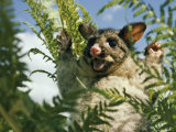 Brush Opossum with its Arms Upraised Photographie