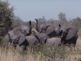 Young Female African Elephants on Alert, Their Trunks Raised to Smell Photographie