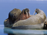 A large Atlantic walrus calf still finds comfort and safety on its mothers back Lámina fotográfica A large Atlantic walrus calf still finds comfort and safety on its mothers back Lámina fotográfica