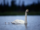 Trumpeter Swan with Young Photographic Print