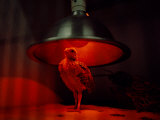 An Young Attwaters Prairie-Chicken Basks in the Warmth of a Heat Lamp Photographic Print
