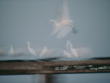 Egrets and White Herons are a Blur of Motion as They Fly over the Water Photographie