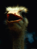 Close View of an Ostrich Photographic Print