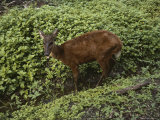 A Red Brocket Deer Pants and Cools off in a Small Stream Photographic Print by Nicole Duplaix