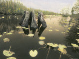 A Decaying Tree Stump Stands in a Slough in a Southern Swamp Photographic Print by Annie Griffiths