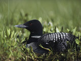 An Common Loon in Breeding Colors on its Nest with a Day-Old Chick Photographic Print