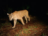Florida Panther in the Wild Photographic Print by Joel Sartore