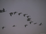 Canada Geese Fly in Formation, Yellowstone National Park Photographic Print