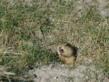 A prairie dog pokes its head out of a burrow entrance Lámina fotográfica A prairie dog pokes its head out of a burrow entrance Lámina fotográfica