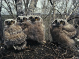 Great Horned Owlets, Five Weeks Old, Stand in a Cluster Photographic Print