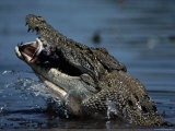 Crocodile eating a giant perch Lámina fotográfica Crocodile eating a giant perch Lámina fotográfica