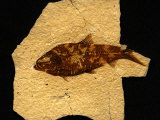 Fossilized remains of a Knightia fish Lámina fotográfica Fossilized remains of a Knightia fish Lámina fotográfica