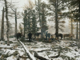 People Gather Around a Campfire During a Pack-Trip Photographic Print