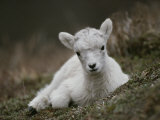 Portrait of a Juvenile Rocky Mountain Goat - Fotografik Baskı
