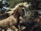 A Chincoteague Stallion Intimidates Other Ponies in His Pen Photographic Print by Medford Taylor