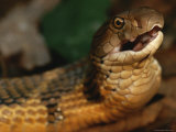 A Large King Cobra Gulps after it Swallows Another Smaller Snake Photographic Print