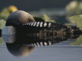 A Pacific Loon on a Serene Lake in Alaska Photographie