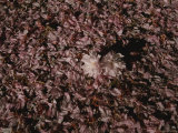 A Pair of Cherry Blossoms Highlights a Pink Carpet of Fallen Petals Photographic Print by Stephen St. John