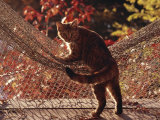 Tabby Cat Caught Climbing on a Net Hammock Photographic Print by Medford Taylor