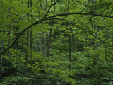 A Lush Green Eastern Woodland View Photographic Print