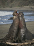 Northern Elephant Seals Fighting Near San Simeon Photographic Print