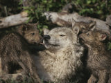 Captive Wolf Playing with Pups in Front of Den Lámina fotográfica Captive Wolf Playing with Pups in Front of Den Lámina fotográfica