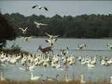 A Deer and Snow Geese in the Chincoteague National Wildlife Refuge Photographic Print by Medford Taylor