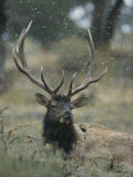 Portrait of an Elk or Wapiti Photographic Print