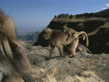 A Male Gelada, Theropithecus Gelada, Watches a Female with Infant Photographic Print