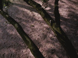 View from the Treetop of a Pink Carpet of Fallen Cherry Blossoms Photographic Print by Stephen St. John