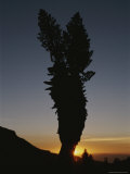 A Giant Groundsel Plant is Silhouetted against the Setting Sun Photographie