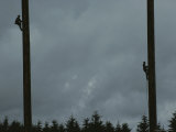 Competitors in a Climbing Event Scale Trees in Forks, Washington Photographic Print by Sam Abell