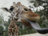 The Long Blue Tongue of a Giraffe Reaches out Toward the Camera Photographie