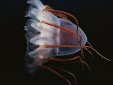A close view of a helmet jellyfish Lámina fotográfica por Bill Curtsinger A close view of a helmet jellyfish Lámina fotográfica por Bill Curtsinger