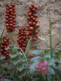 Strings of Tomatoes Dry on a Wall Near a Bed of Begonias Photographic Print by Tino Soriano