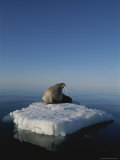 A solitary walrus rests on an ice floe Lámina fotográfica