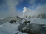 Bison Walking in Front of Lion Geyser in Deep Winter Photographie