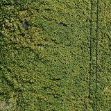 Ivy Completely Covers a Wall Photographic Print by Sam Kittner