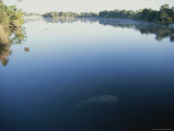 A Wild Manatee Swims Down the Scenic Homosassa River in Early Morning Photographie par Stephen St. John