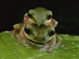 Two Frogs Mate on a Leaf Photographic Print