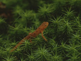 A Red-Spotted Newt, Notophthalmus Viridescens, Crosses a Mossy Patch Photographic Print