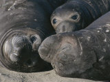 Juvenile Northern Elephant Seals Near San Simeon Photographic Print