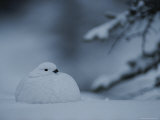 A Willow Ptarmigan Sits in Snow in Alaska Photographie