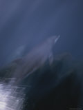 Sunlight Shines Through the Water on a Swimming Dolphin Photographic Print